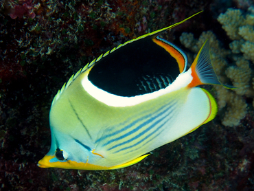 Saddled Butterflyfish - Chaetodon ephippium - Great Barrier Reef, Australia