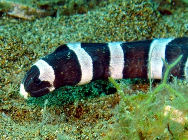 Saddled Snake Eel - Leiuranus semicinctus - Dumaguete, Philippines