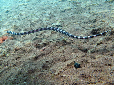 Saddled Snake Eel - Leiuranus semicinctus - Dumaguete, Philippines