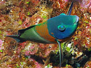 Saddle Wrasse - Thalassoma duperrey - Lanai, Hawaii