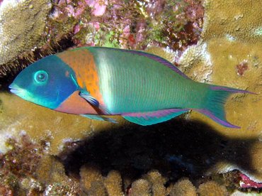 Saddle Wrasse - Thalassoma duperrey - Lanai, Hawaii