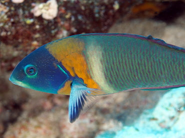 Saddle Wrasse - Thalassoma duperrey - Big Island, Hawaii