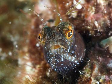 Sailfin Blenny - Emblemaria pandionis - British Virgin Islands