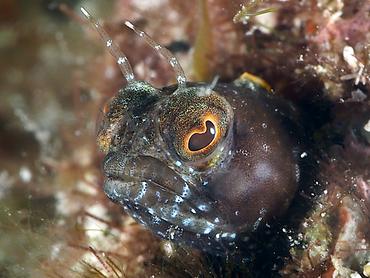 Sailfin Blenny - Emblemaria pandionis - British Virgin Islands
