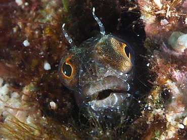 Sailfin Blenny - Emblemaria pandionis - British Virgin Islands