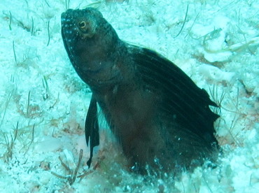 Sailfin Blenny - Emblemaria pandionis - Cozumel, Mexico