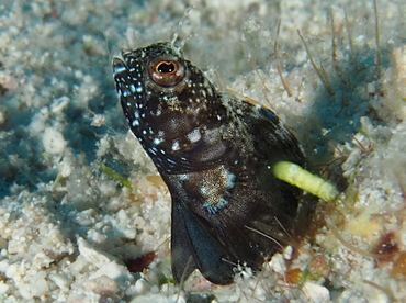 Sailfin Blenny - Emblemaria pandionis - Belize
