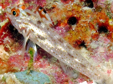 Signalfin Sandgoby - Fusigobius signipinnis - Dumaguete, Philippines