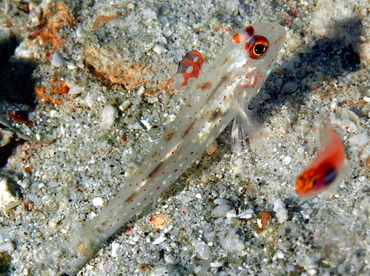 Signalfin Sandgoby - Fusigobius signipinnis - Anilao, Philippines