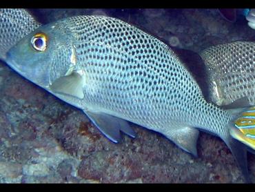 Sailors Choice - Haemulon parra - Key Largo, Florida