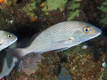 Sailors Choice - Haemulon parra - British Virgin Islands