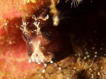 Starry Blenny - Salarias ramosus - Lembeh Strait, Indonesia