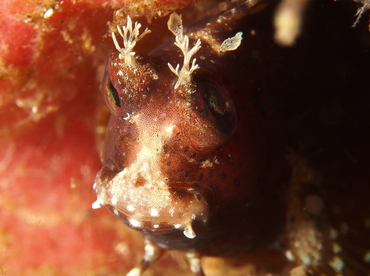 Starry Blenny - Salarias ramosus - Lembeh Strait, Indonesia