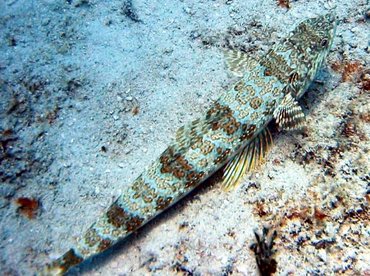 Sand Diver - Synodus intermedius - Bimini, Bahamas