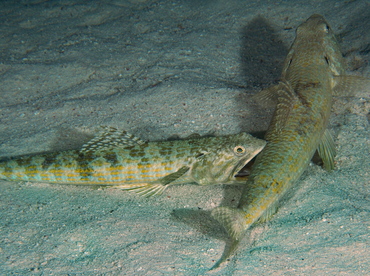 Sand Diver - Synodus intermedius - Belize