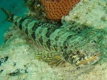 Sand Diver - Synodus intermedius - Roatan, Honduras