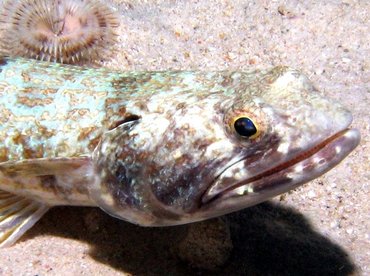 Sand Diver - Synodus intermedius - Bonaire