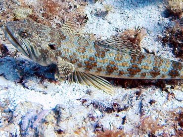 Sand Diver - Synodus intermedius - Cozumel, Mexico