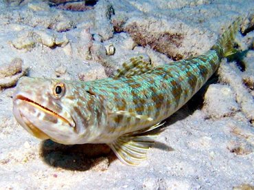 Sand Diver - Synodus intermedius - Bonaire