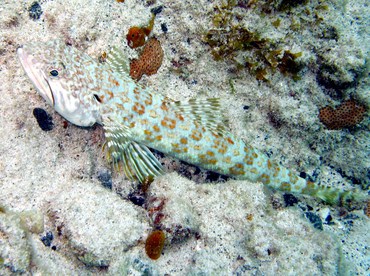 Sand Diver - Synodus intermedius - St Thomas, USVI