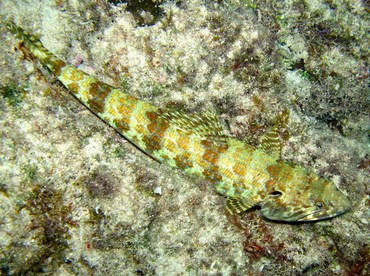 Sand Diver - Synodus intermedius - Cozumel, Mexico