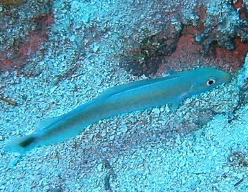 Sand Tilefish - Malacanthus plumieri - Bimini, Bahamas
