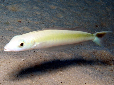 Sand Tilefish - Malacanthus plumieri - Grand Cayman