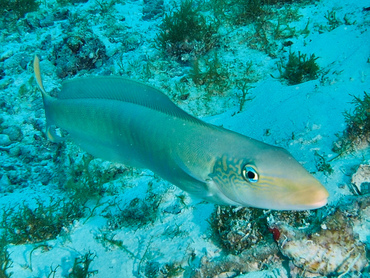 Sand Tilefish - Malacanthus plumieri - Cozumel, Mexico