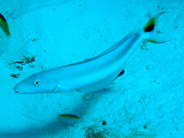 Sand Tilefish - Malacanthus plumieri - Cozumel, Mexico