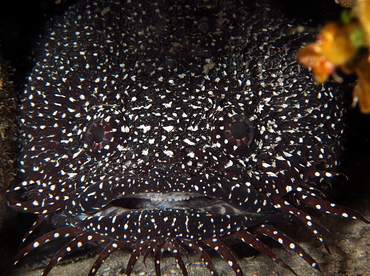 Whitespotted Toadfish - Sanopus astrifer - Belize