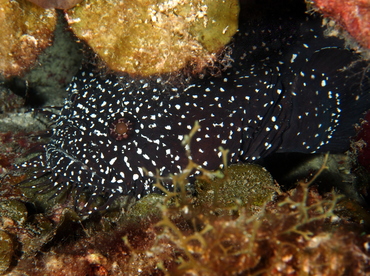 Whitespotted Toadfish - Sanopus astrifer - Belize