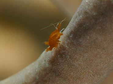 Santia sp. 1 - Santia sp. 1 - Komodo, Indonesia