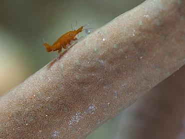 Santia sp. 1 - Santia sp. 1 - Komodo, Indonesia