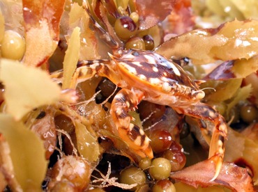 Sargassum Swimming Crab - Portunus sayi - Cozumel, Mexico