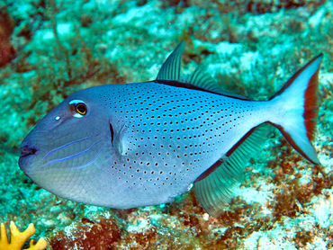 Sargassum Triggerfish - Xanthichthys ringens - Cozumel, Mexico