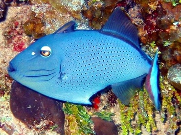 Sargassum Triggerfish - Xanthichthys ringens - Cozumel, Mexico