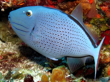 Sargassum Triggerfish - Xanthichthys ringens - Cozumel, Mexico