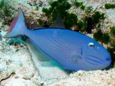 Sargassum Triggerfish - Xanthichthys ringens - Cozumel, Mexico