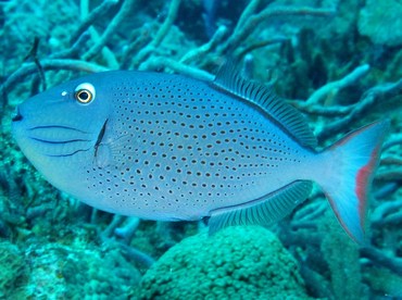 Sargassum Triggerfish - Xanthichthys ringens - Cozumel, Mexico