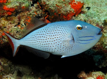 Sargassum Triggerfish - Xanthichthys ringens - Cozumel, Mexico