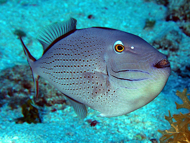 Sargassum Triggerfish - Xanthichthys ringens - Cozumel, Mexico