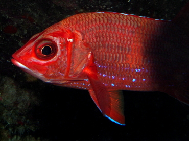 Blue Lined Squirrelfish - Sargocentron tiere - Big Island, Hawaii