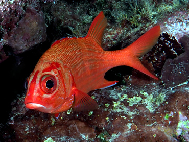 Blue Lined Squirrelfish - Sargocentron tiere - Coral Sea, Australia