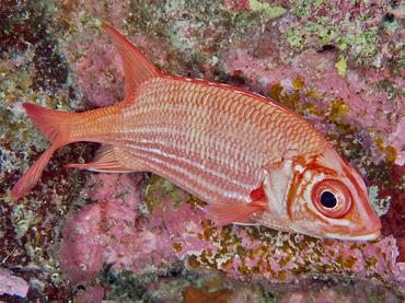 Blue Lined Squirrelfish - Sargocentron tiere - Rangiroa, French Polynesia