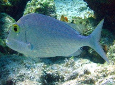 Saucereye Porgy - Calamus calamus - Nassau, Bahamas