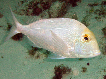 Saucereye Porgy - Calamus calamus - Nassau, Bahamas