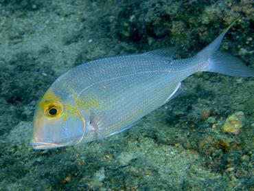 Saucereye Porgy - Calamus calamus - British Virgin Islands