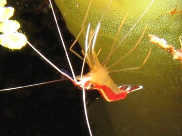 Scarlet-Striped Cleaning Shrimp - Lysmata grabhami - Roatan, Honduras