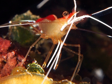 Scarlet-Striped Cleaning Shrimp - Lysmata grabhami - Belize