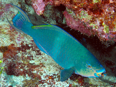 Filament-Fin Parrotfish - Scarus altipinnis - Great Barrier Reef, Australia